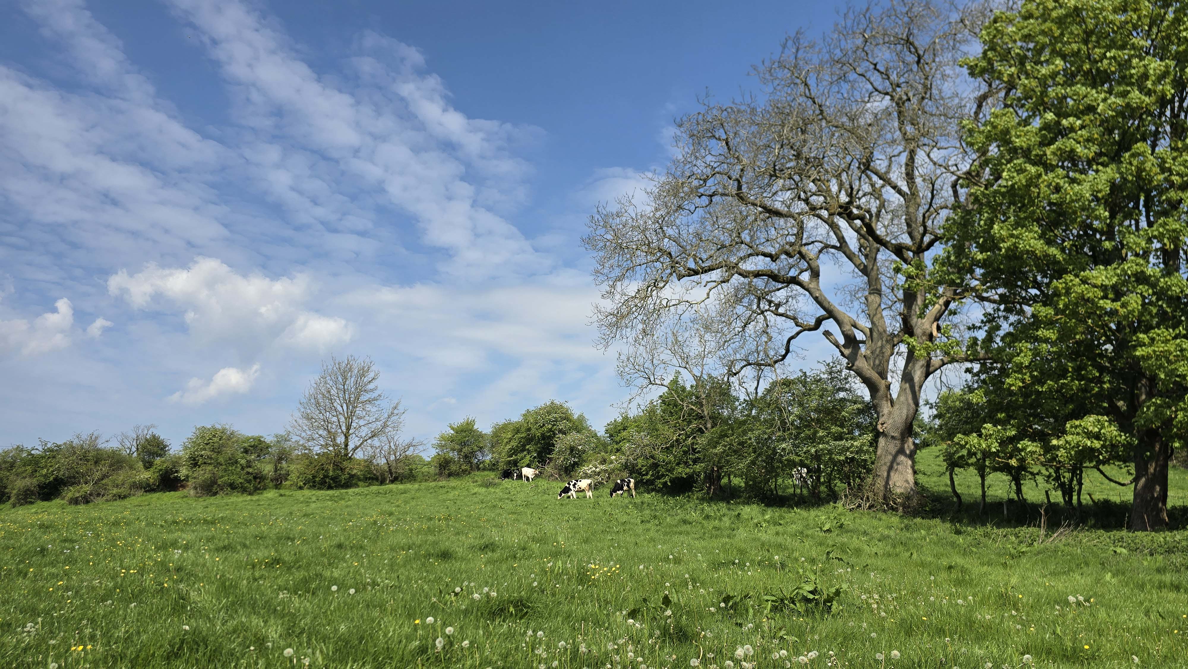 Black and white cows standing far away in a green field, blue sky, white clouds and tall trees