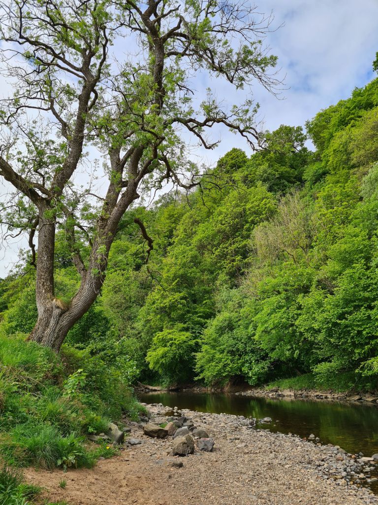 River Ayr Way near Catrine