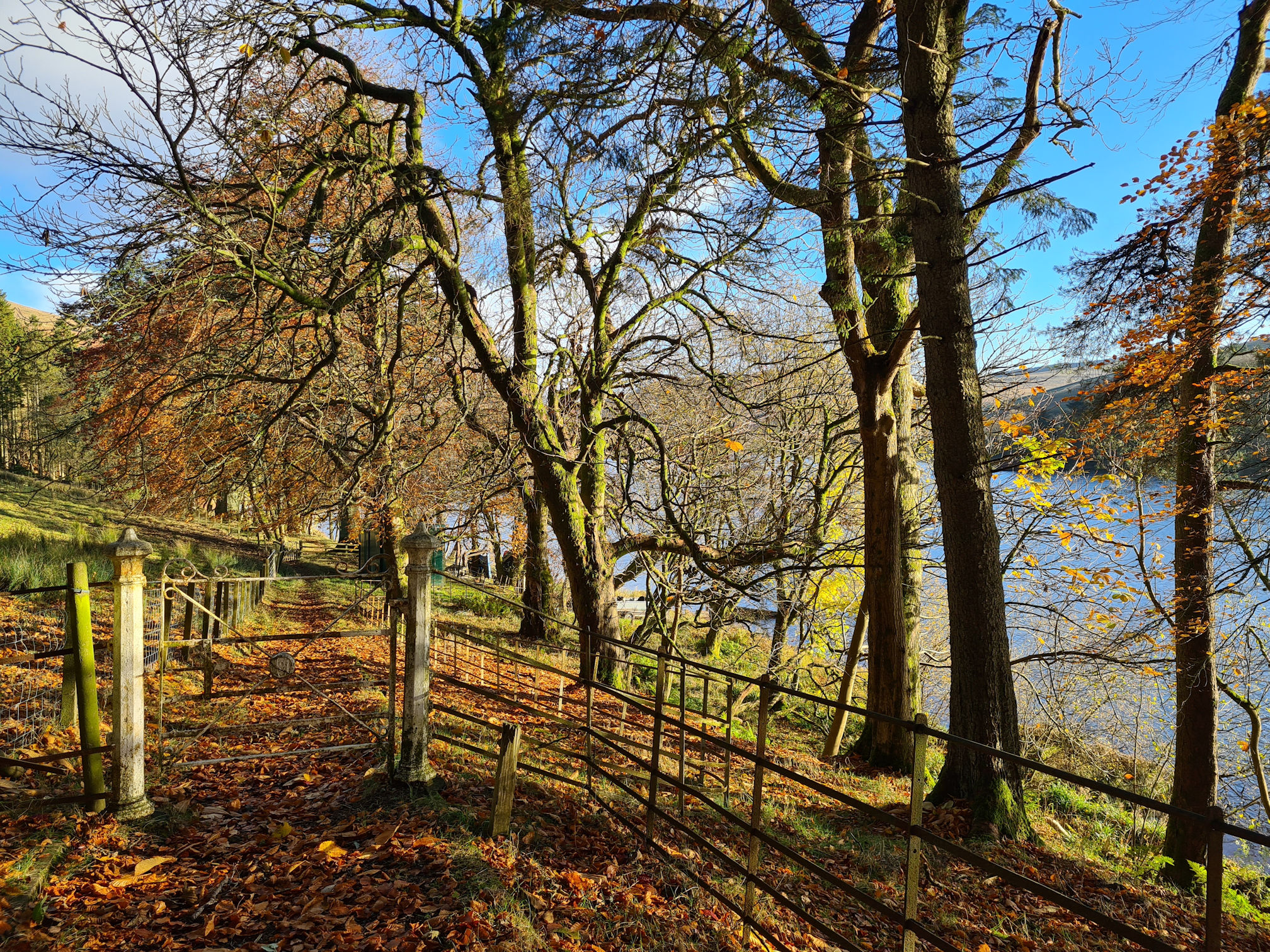 Trees, loch, and golden autumn leaves at Glenbuck Loch