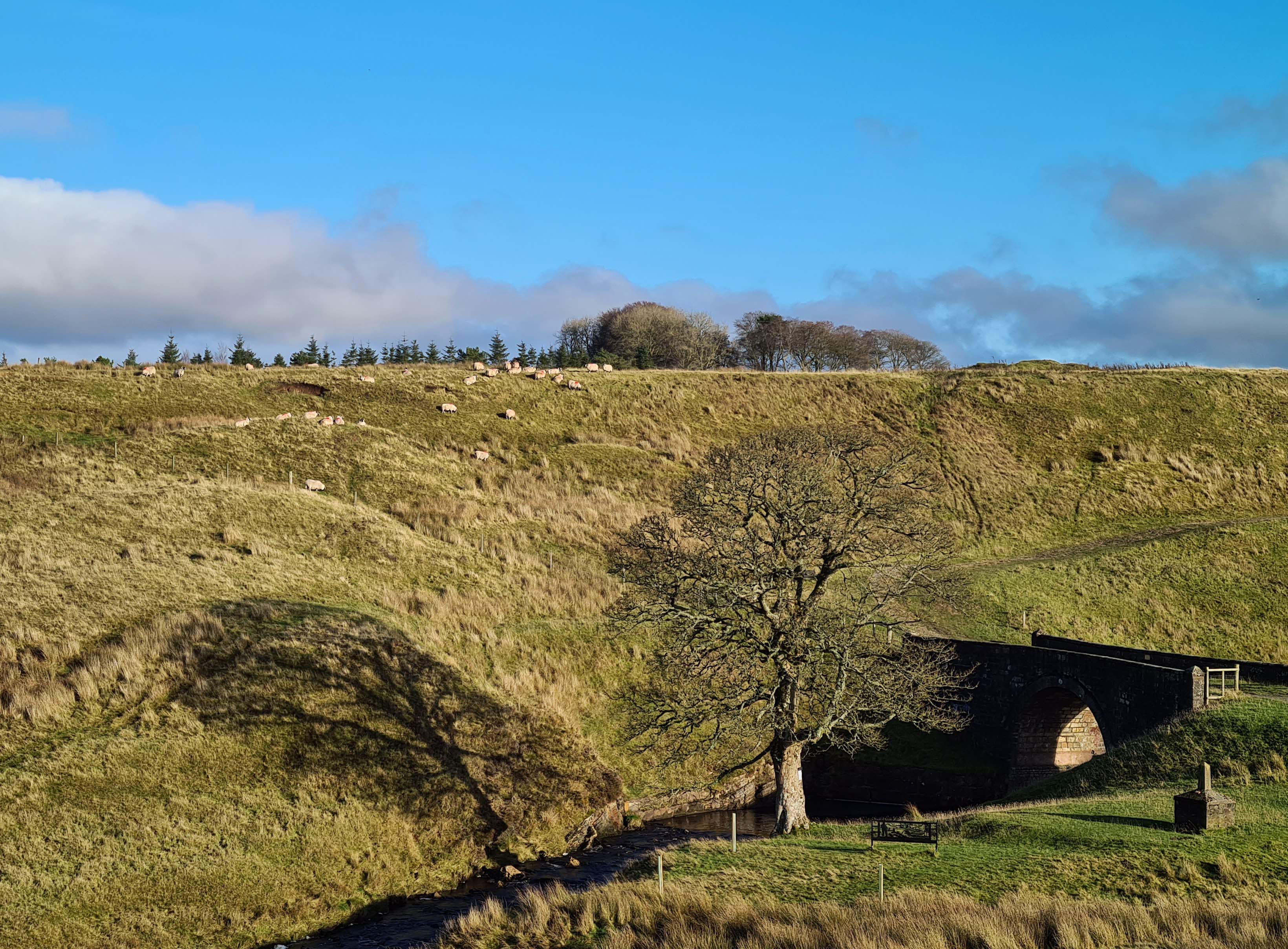 A large bare leafed sycamore tree casting its shadow on the banks of the Garpel Water. There's an old stone bridge and sheep on the hill.