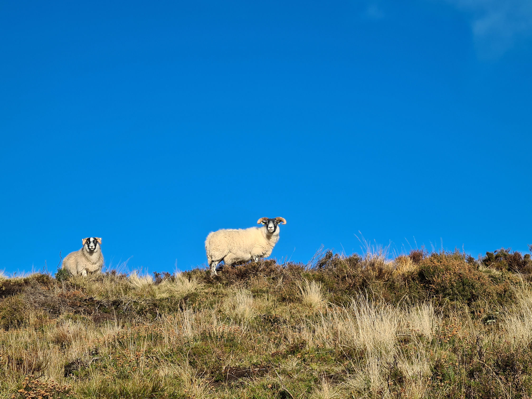 Two white fluffy sheep on a hill watching the human taking the photo