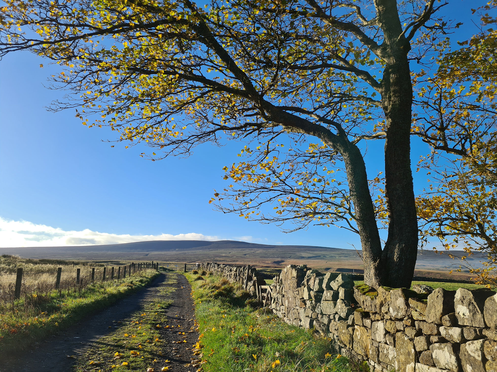 Old road, drystone wall, tree with autumn leaves and hills in the distance