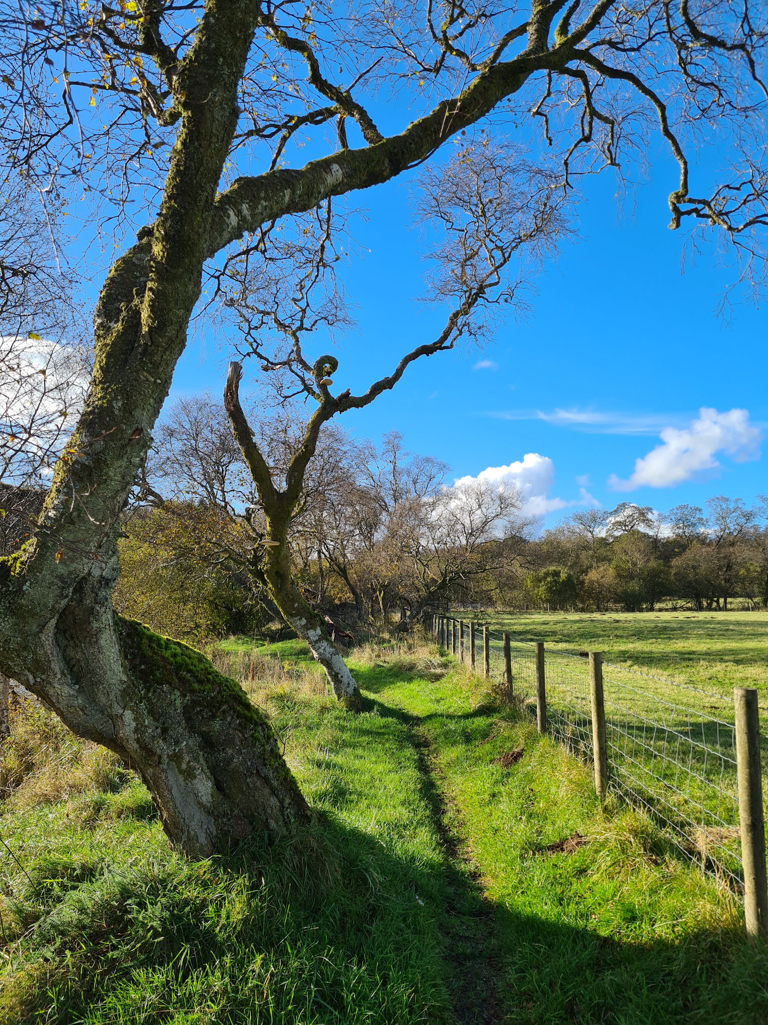 Bendy trees on a grassy path