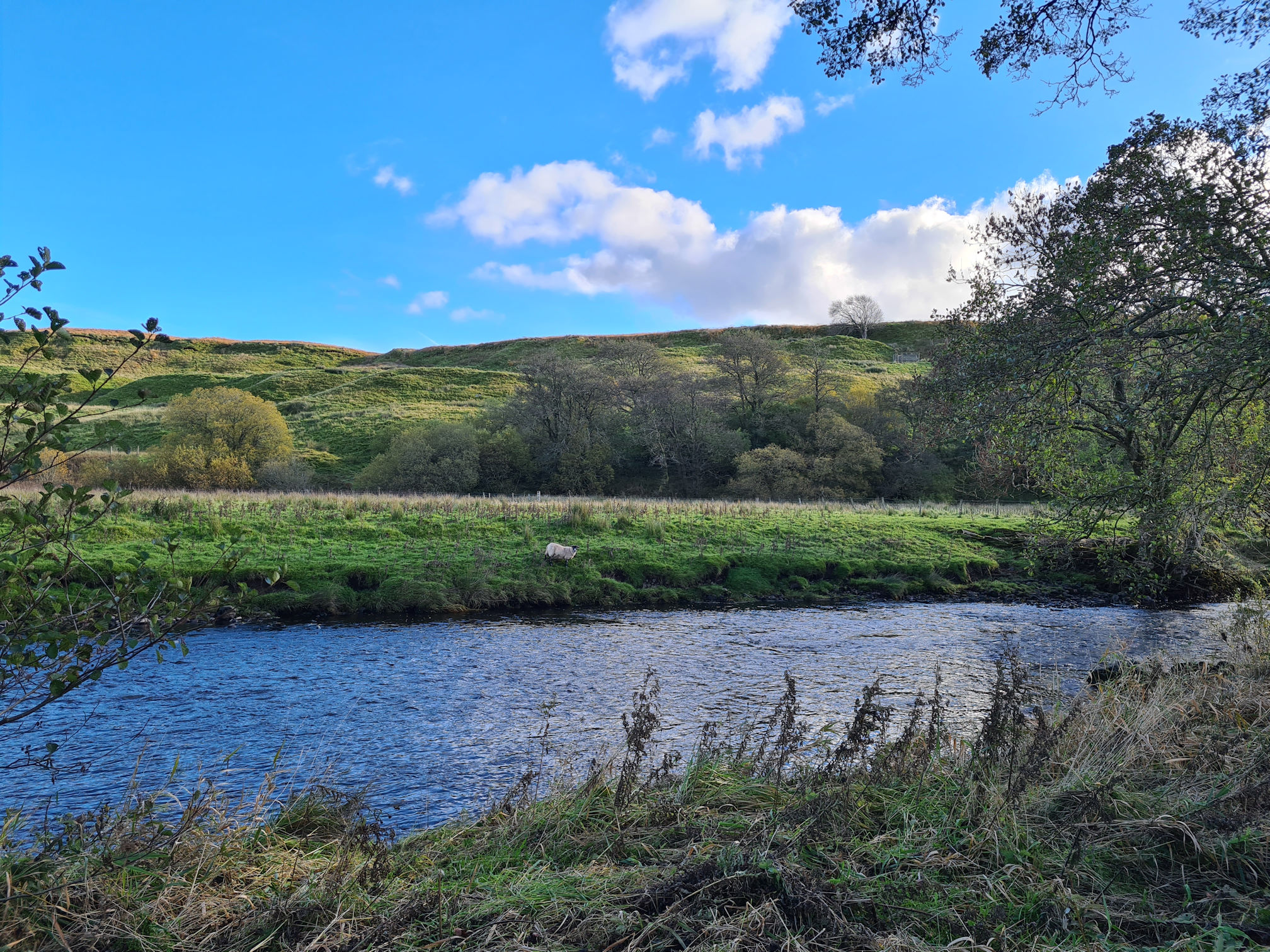 River and a solo sheep across the water, at the edge of the riverbank