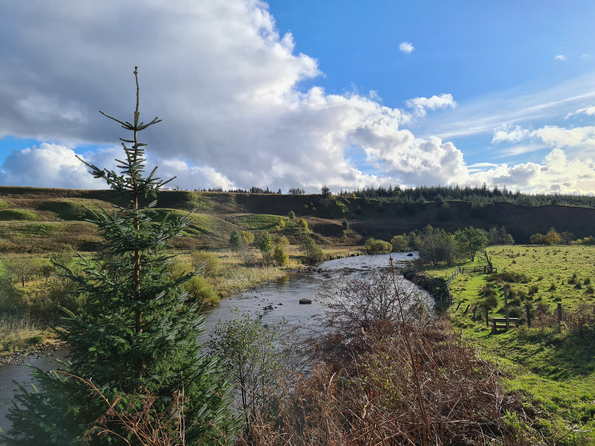 A conifer tree standing solo beside the river