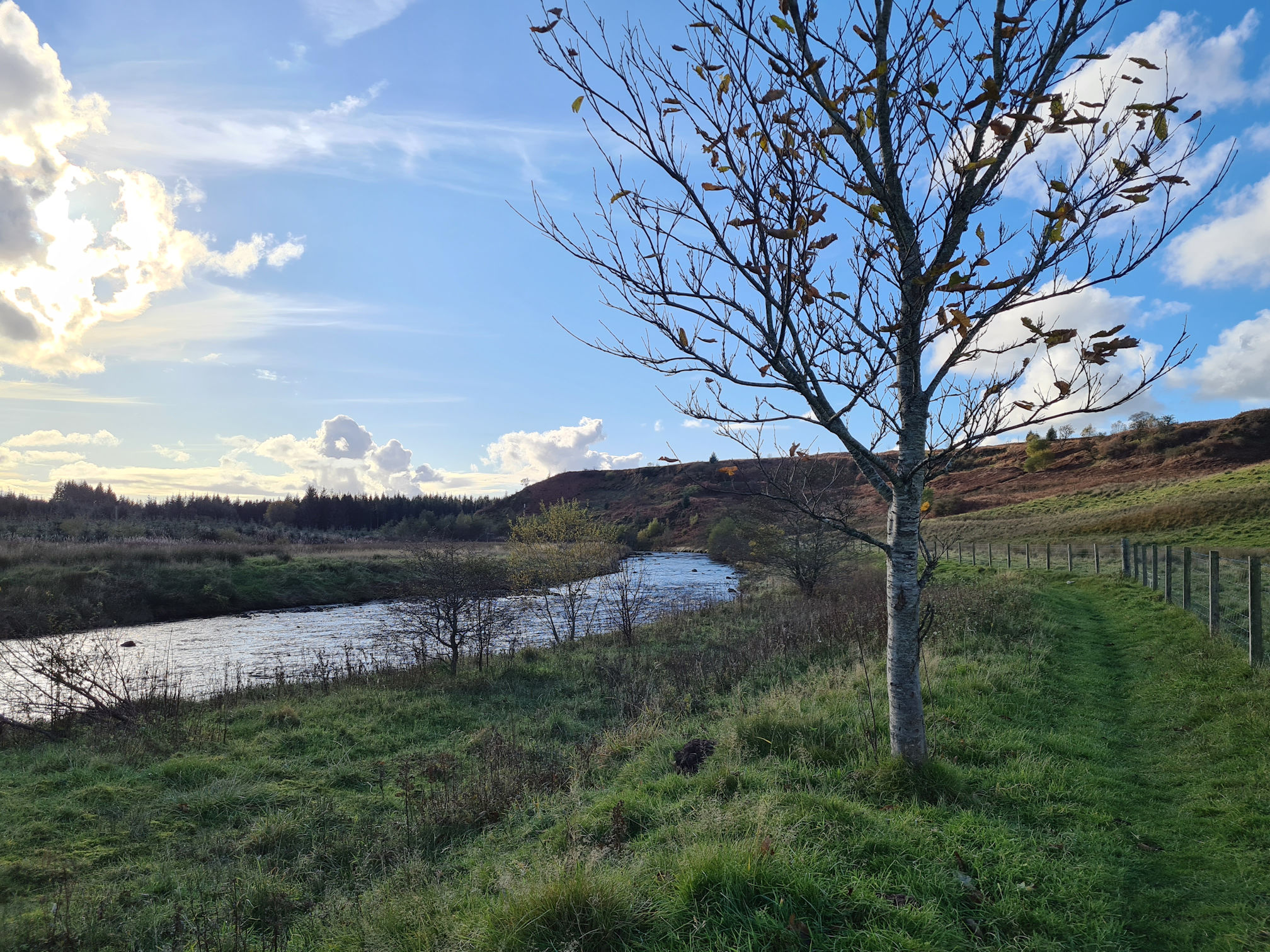 Grassy path, lone tree, the river, the sun is lower in the sky preparing for sunset