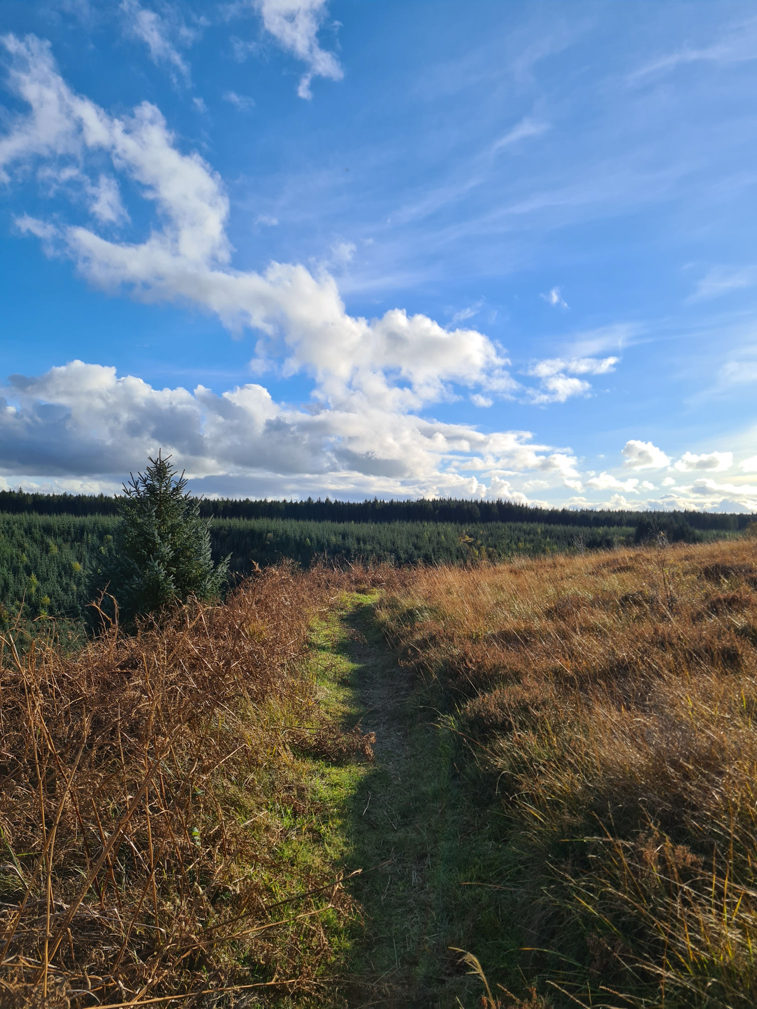 Green grassy path, long brown grass and fern, evergreen conifer trees in the distance against a large blue sky and white puffy clouds