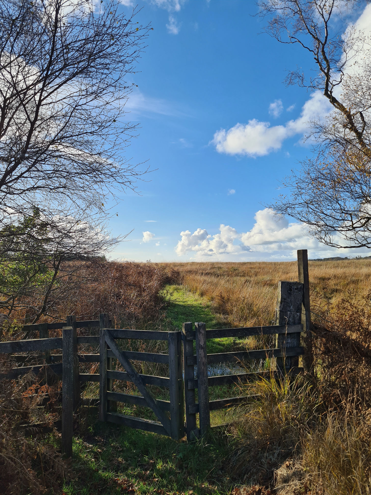 Gate and green grassy boggy path, long brown grass on the right