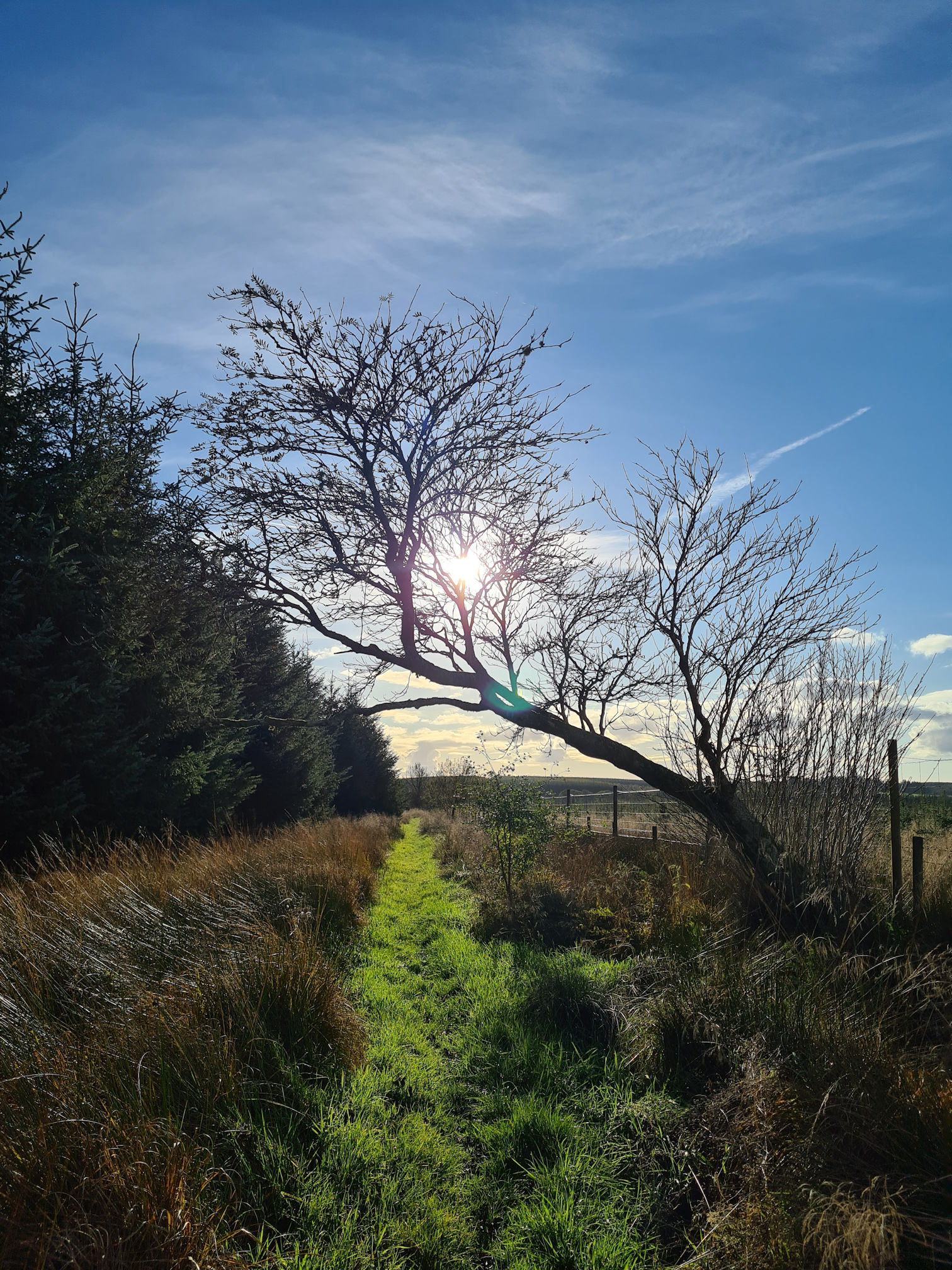 A long grassy path and an over-hanging tree, walking towards the sun