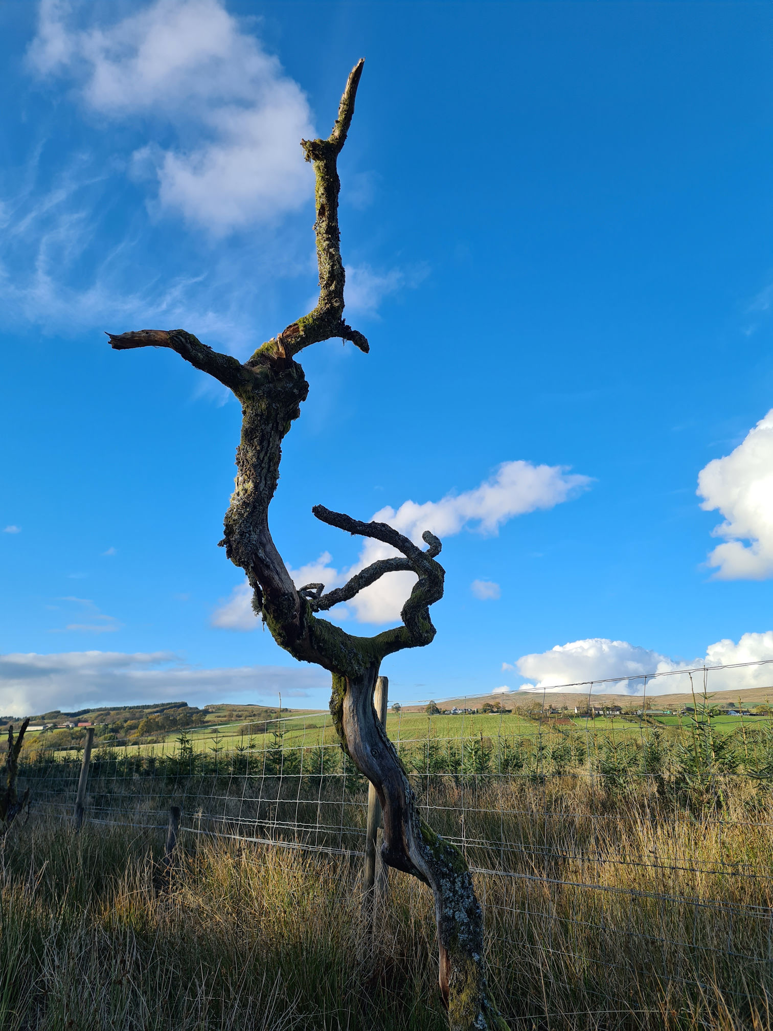 A shapely dead tree against a bright blue sky and puffy white clouds