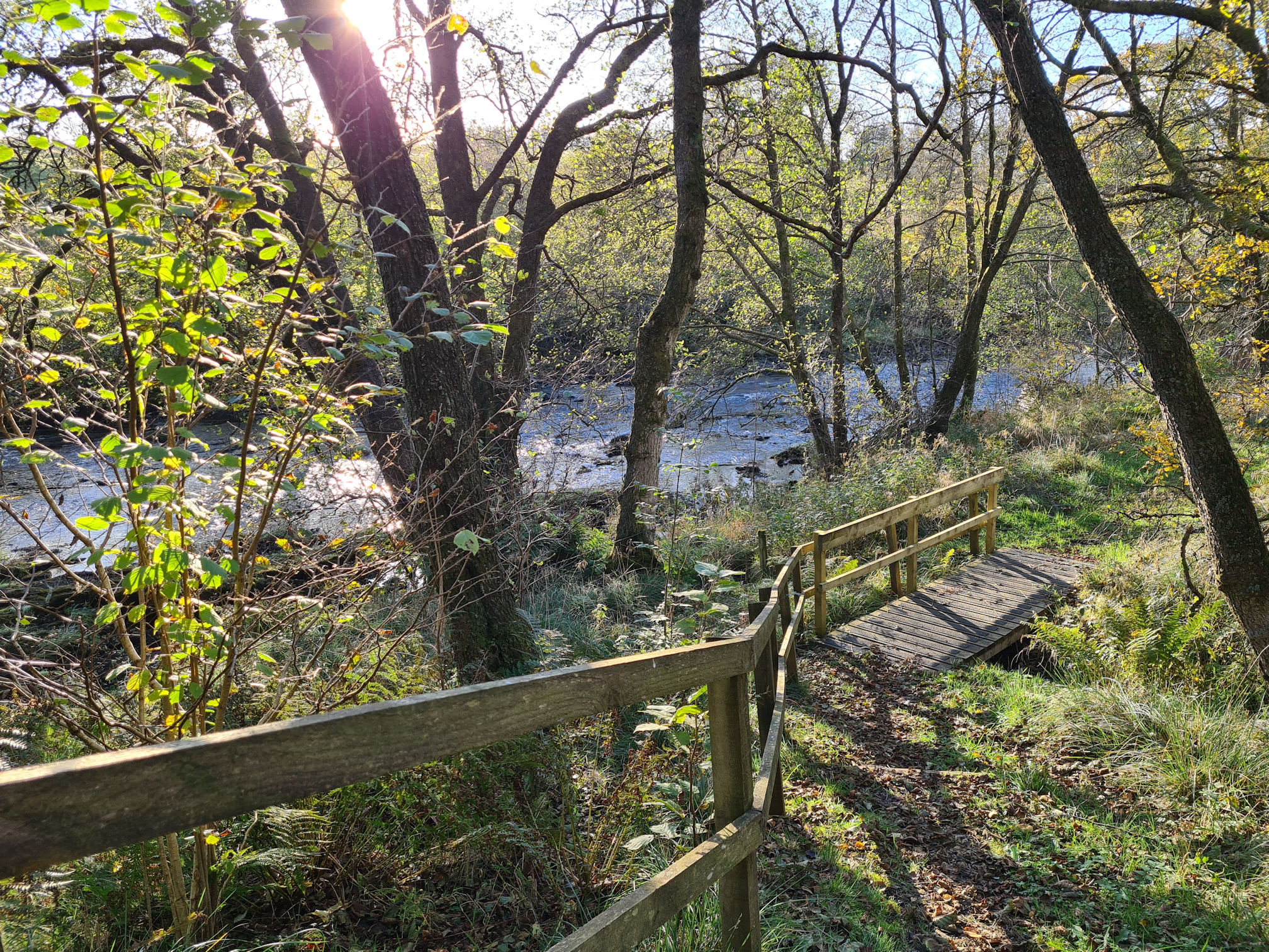 A small wooden bridge in the woodlands beside the River Ayr