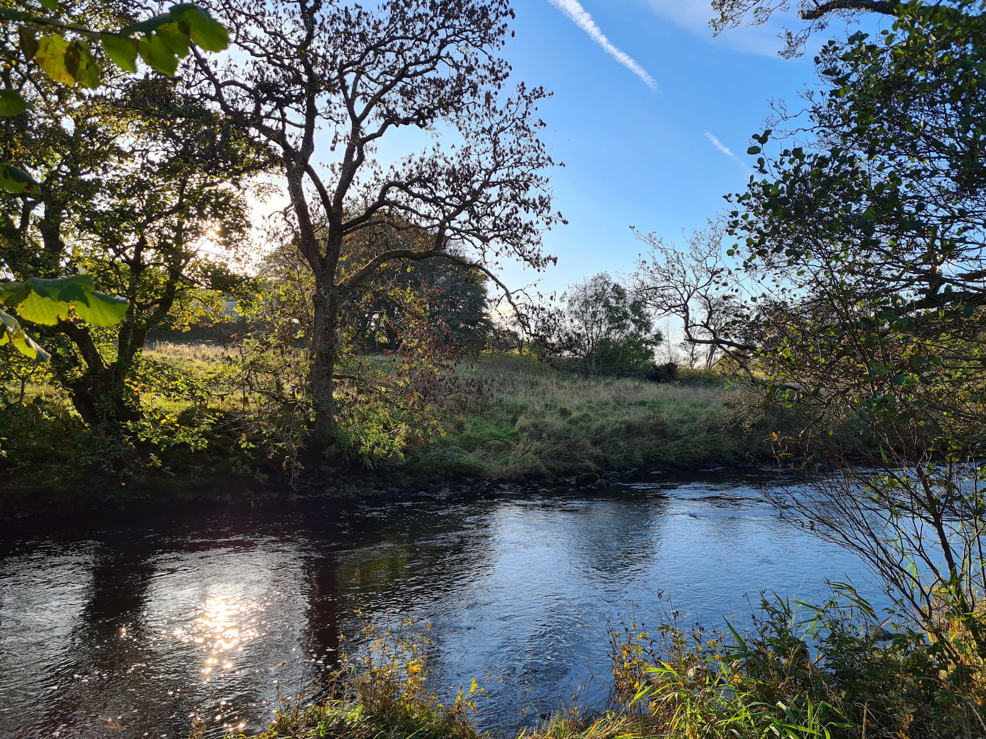 Trees on the banks of the River Ayr. The sunlight is making the water shimmer.