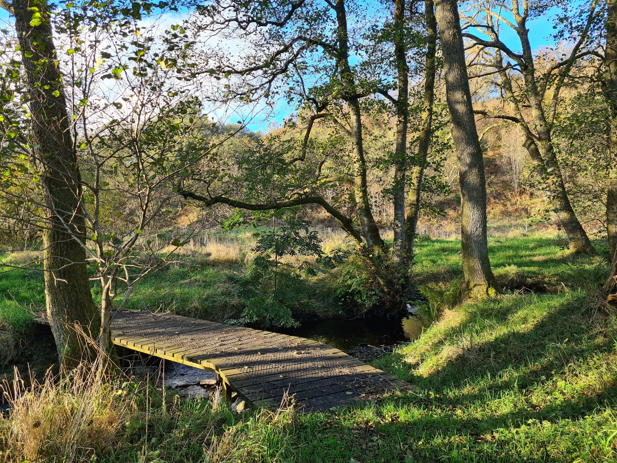 A small wooden walkway across a burn in the woods