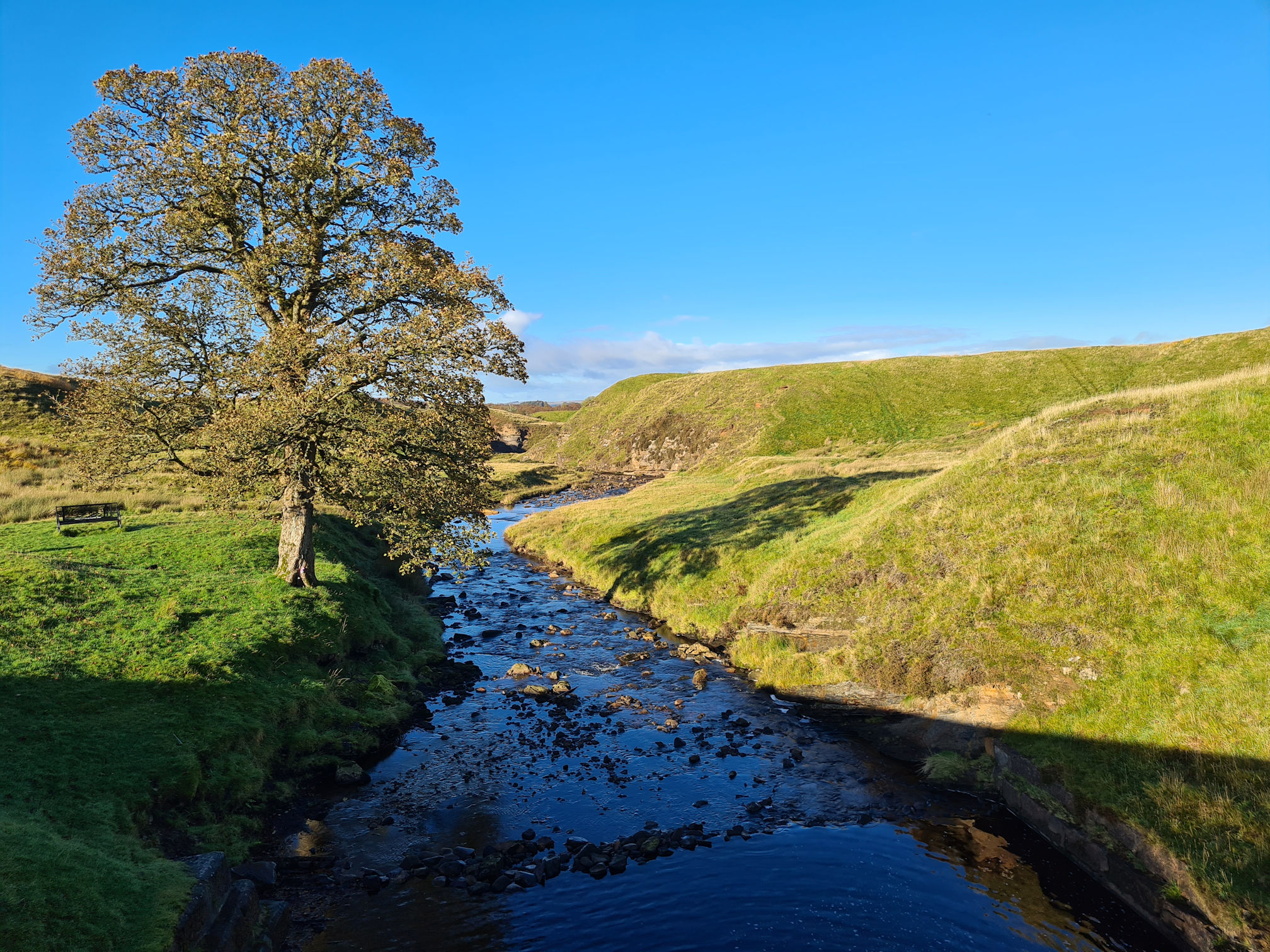 The Garpel Water and a large Sycamore tree on the banks of the water
