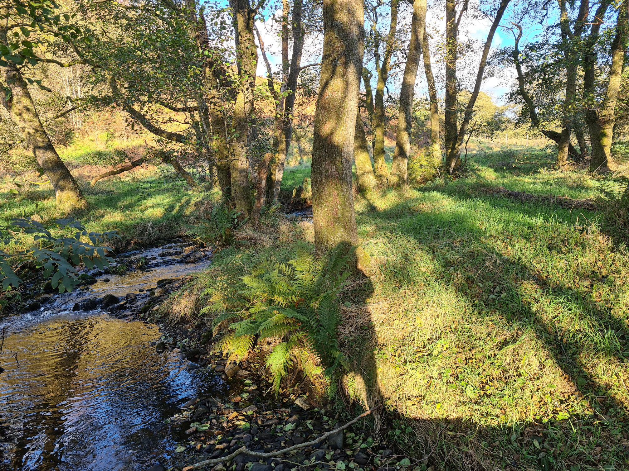 Water, trees and shadows