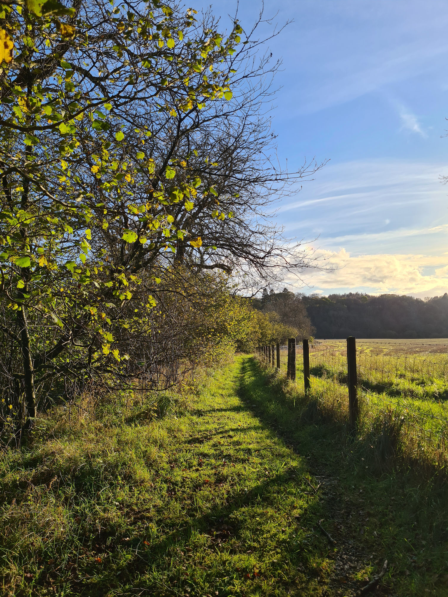Narrow green grassy path, autumn shrubs and trees on the left and a fence on the right