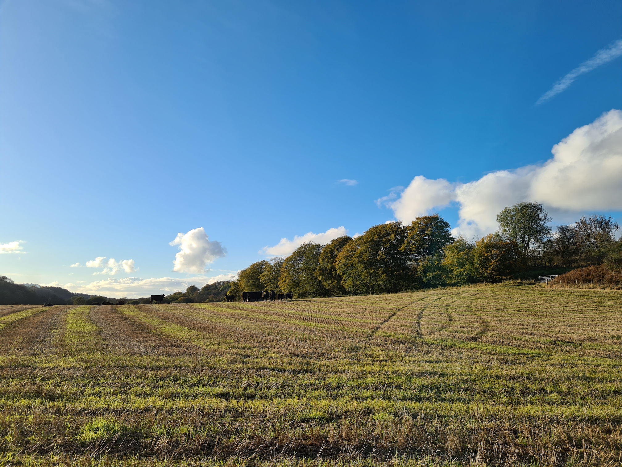 Large field with a mix of brown and green grass, puffy white clouds and a bright blue sky