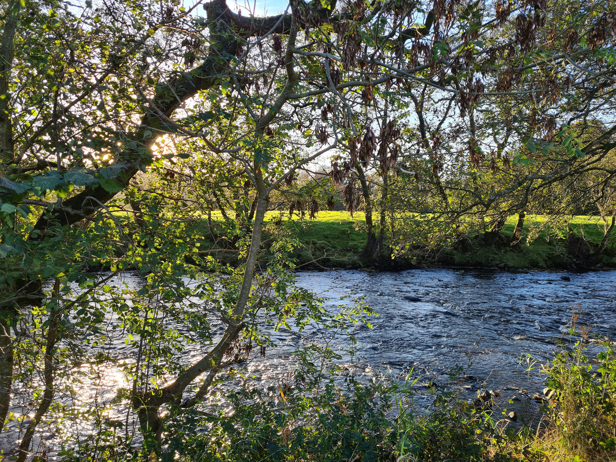 The River Ayr sparkling in the sunlight with trees overhanging the banks of the river