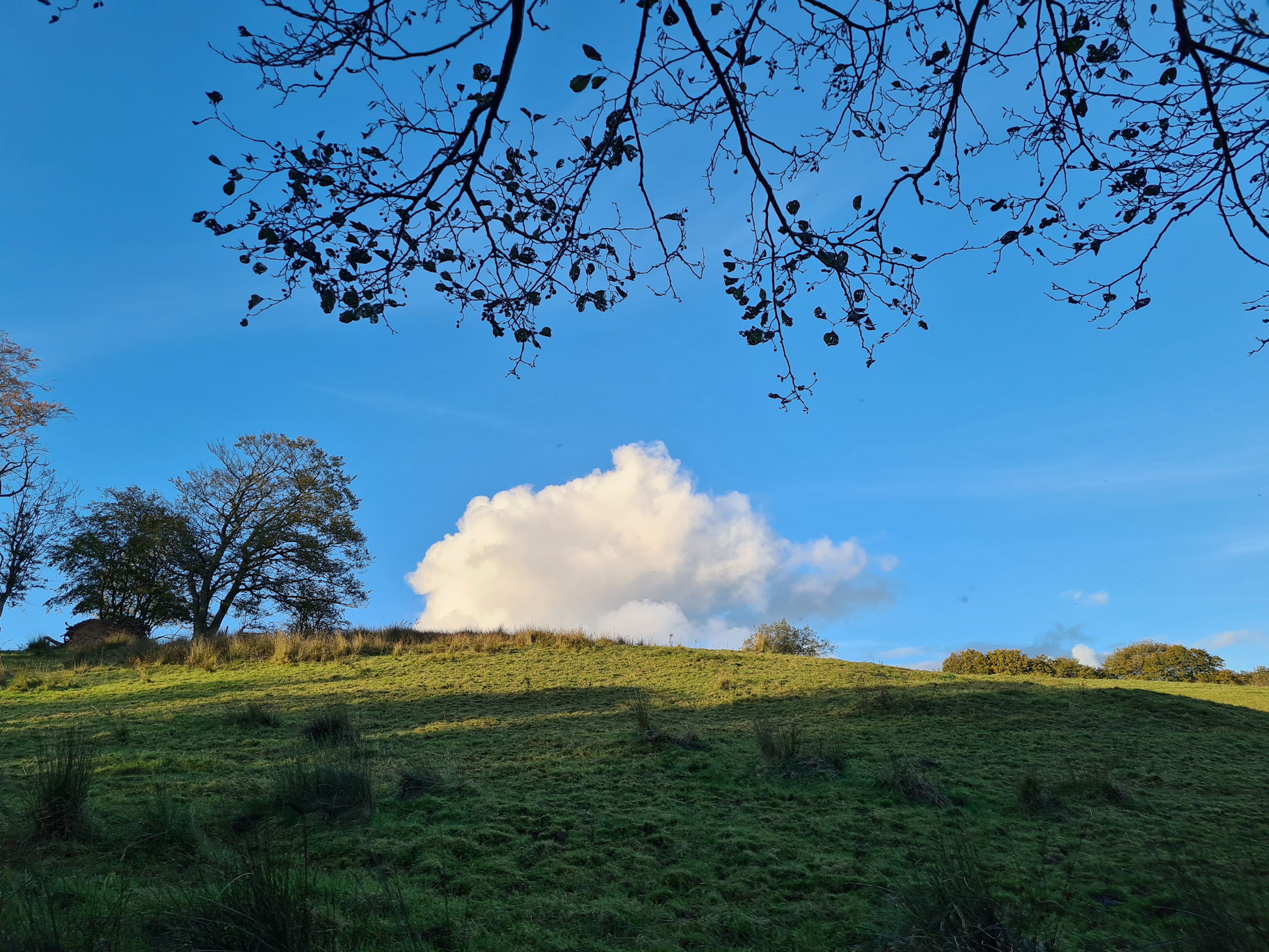 Overhanging branches of a tree, green grassy field with a large puffy white cloud looking as if it's sitting on the small hill