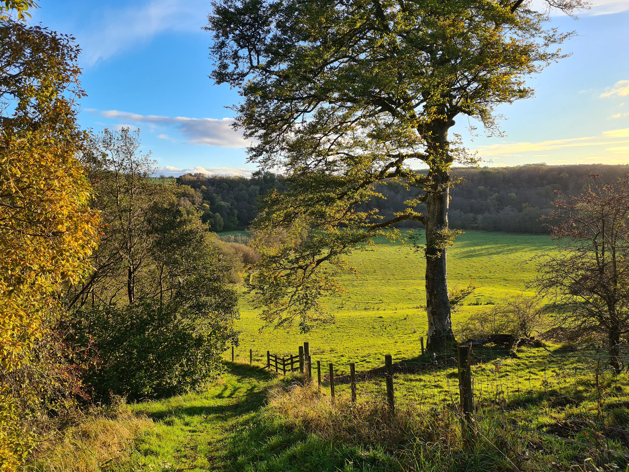 Grassy path going downhill beside a fence, a beautiful tall tree standing in a huge green grassy field