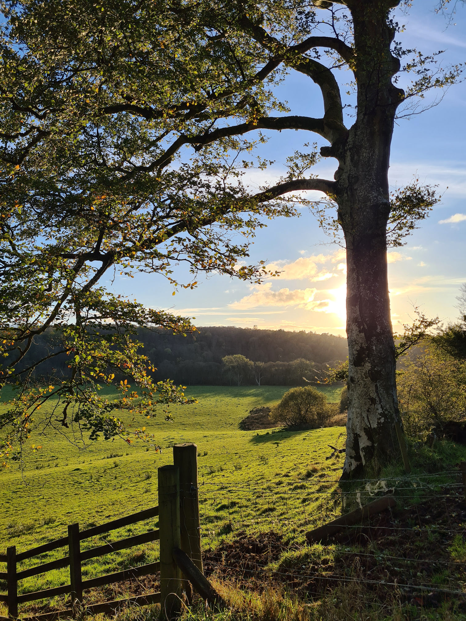 Beautiful tall tree standing in a green grassy field and the warm glow of sunset casting its light across the field