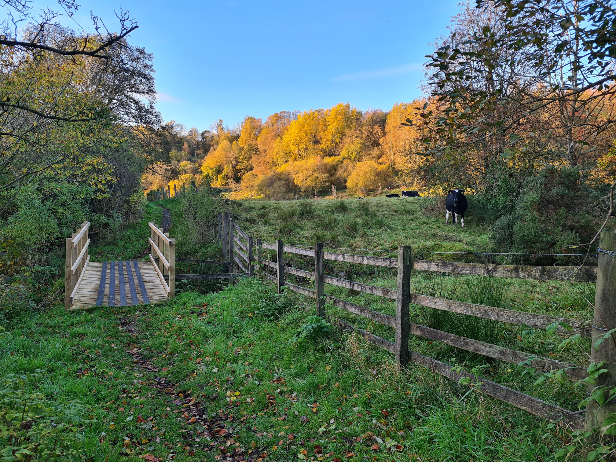 A small wooden footbridge crossing a green grassy path, black and white cow in the fenced off field to the right watching me take a photo, a warm golden light from sunset is lighting up the trees on higher ground