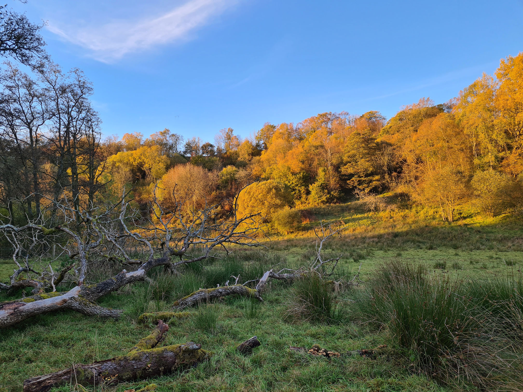 Dead trees lie on the green grass at the front, further back there's a warm golden light from the low lying sunset, blue sky and white wispy clouds