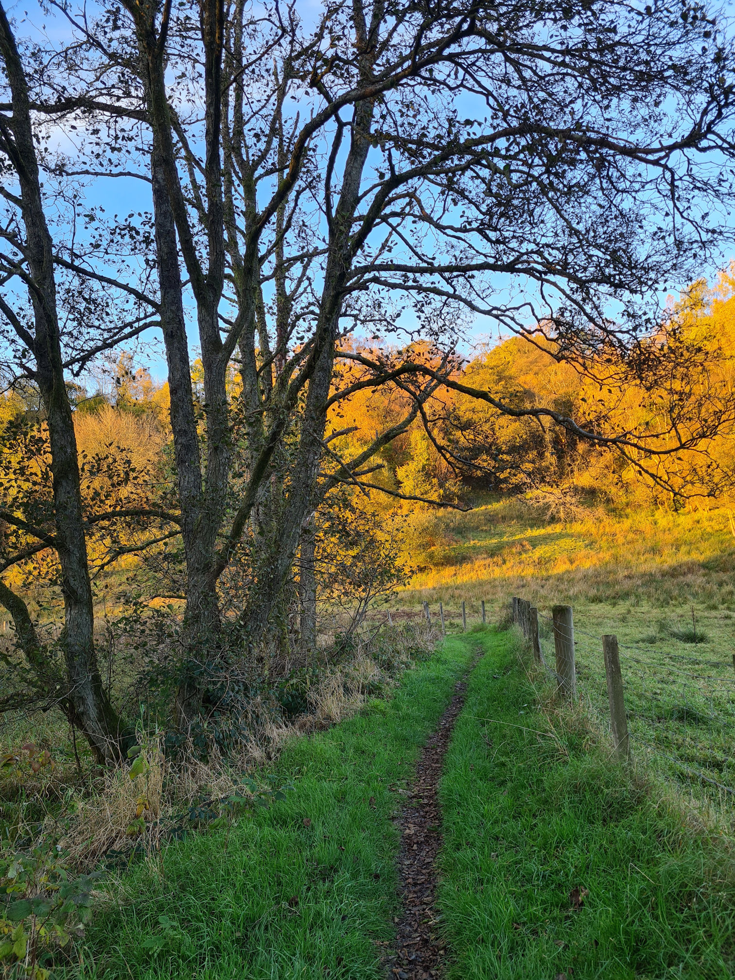 A woodland path and a warm golden light from the low lying sunset is lighting up the trees and field ahead