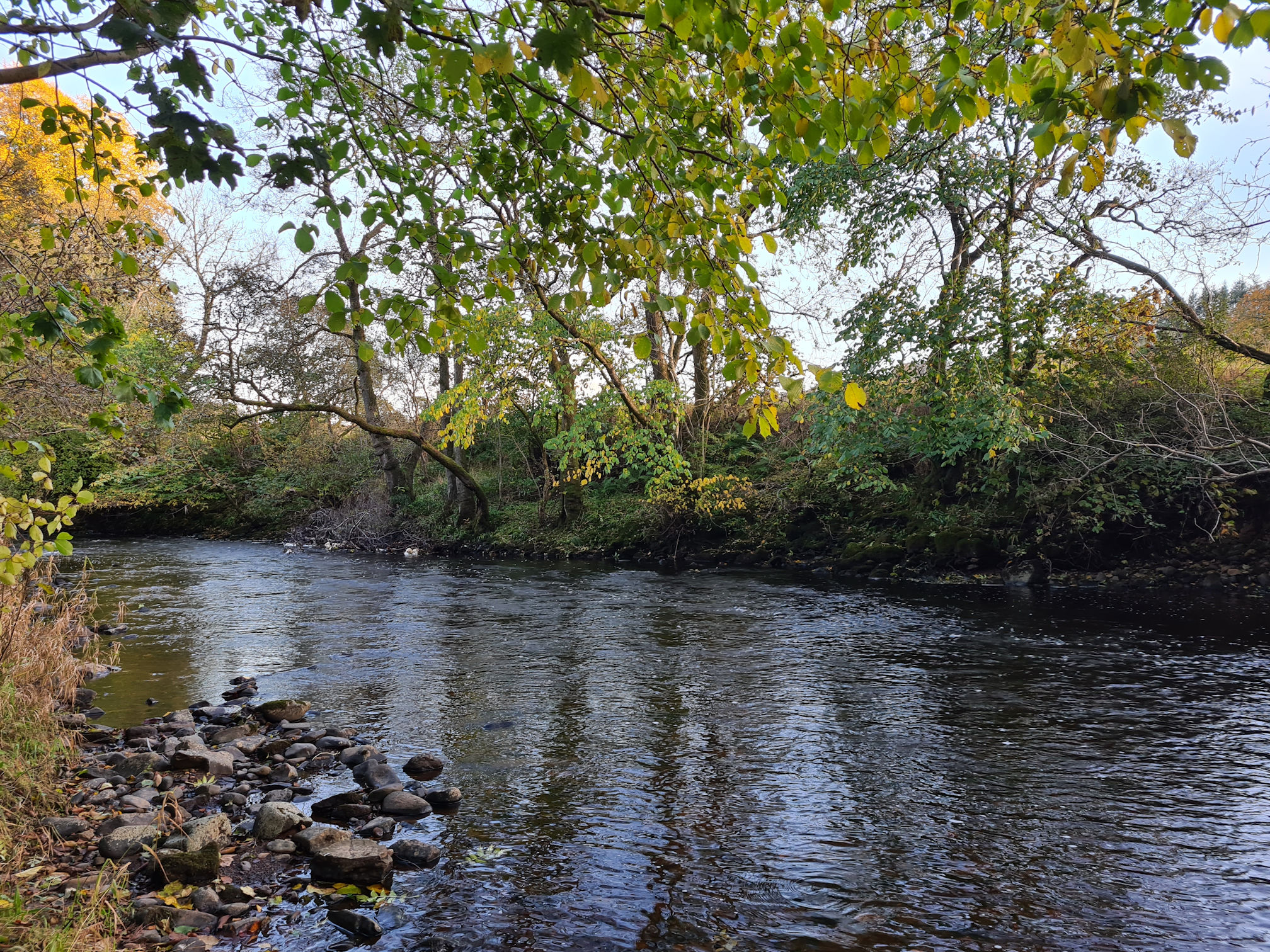 The River Ayr and overhanging trees in autumn