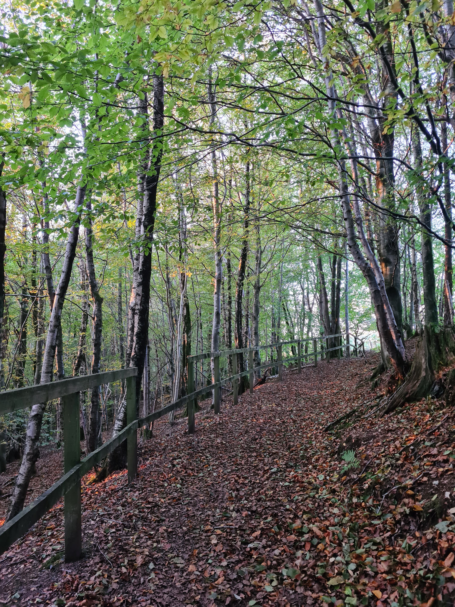 A woodland path covered in autumn leaves, a warm glow shines on the trees as the sun is setting