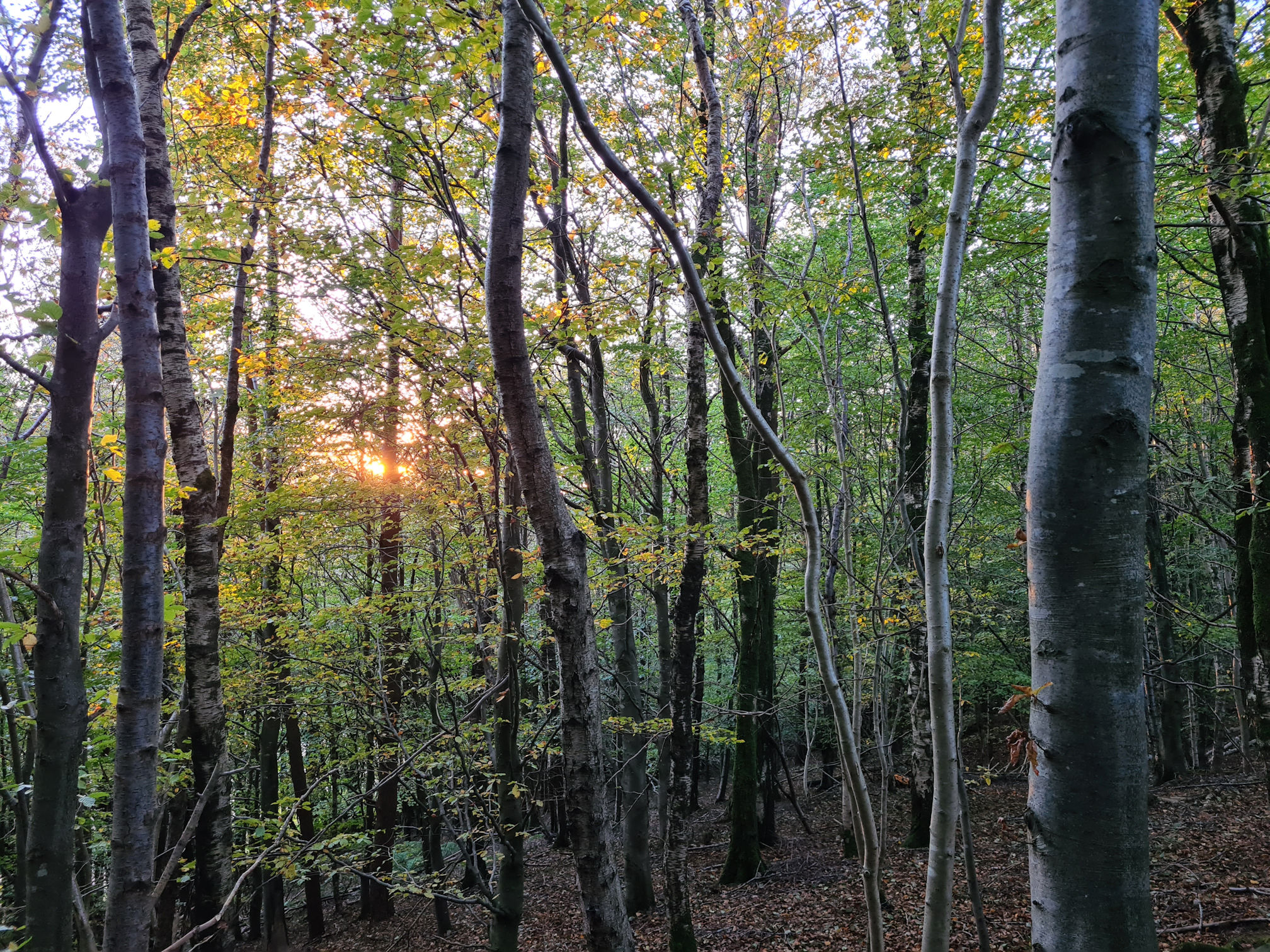 Trees with yellow, orange and green leaves and an orange glow as the sun is setting