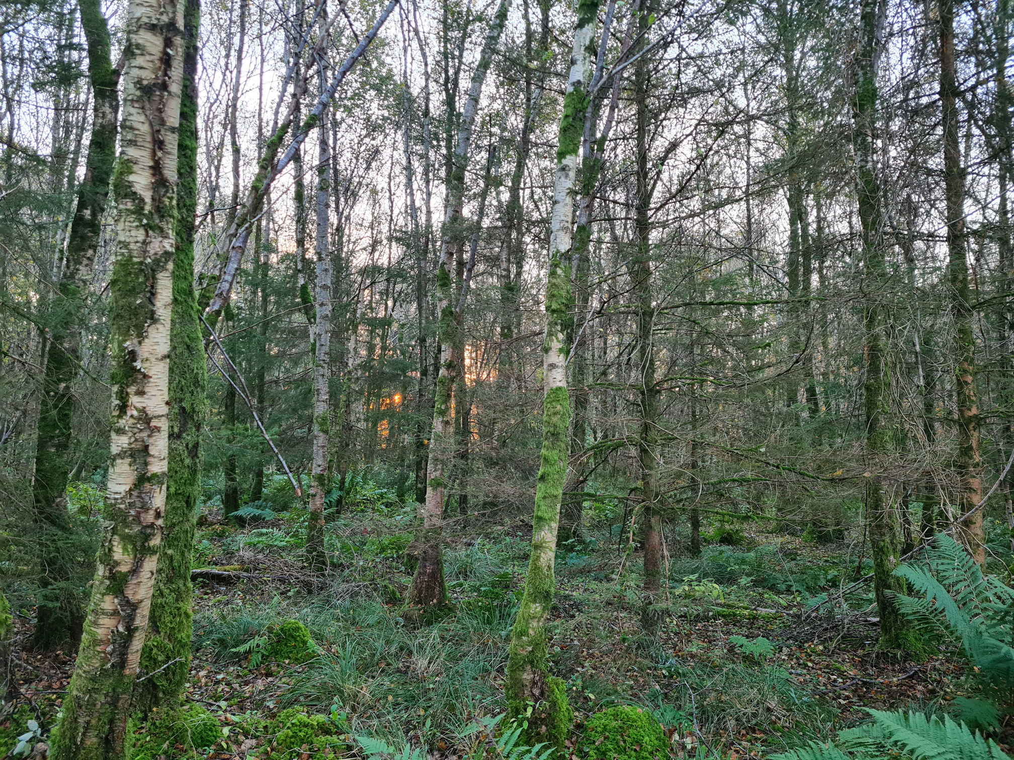 Mossy trees and an orange glow as the sun is setting