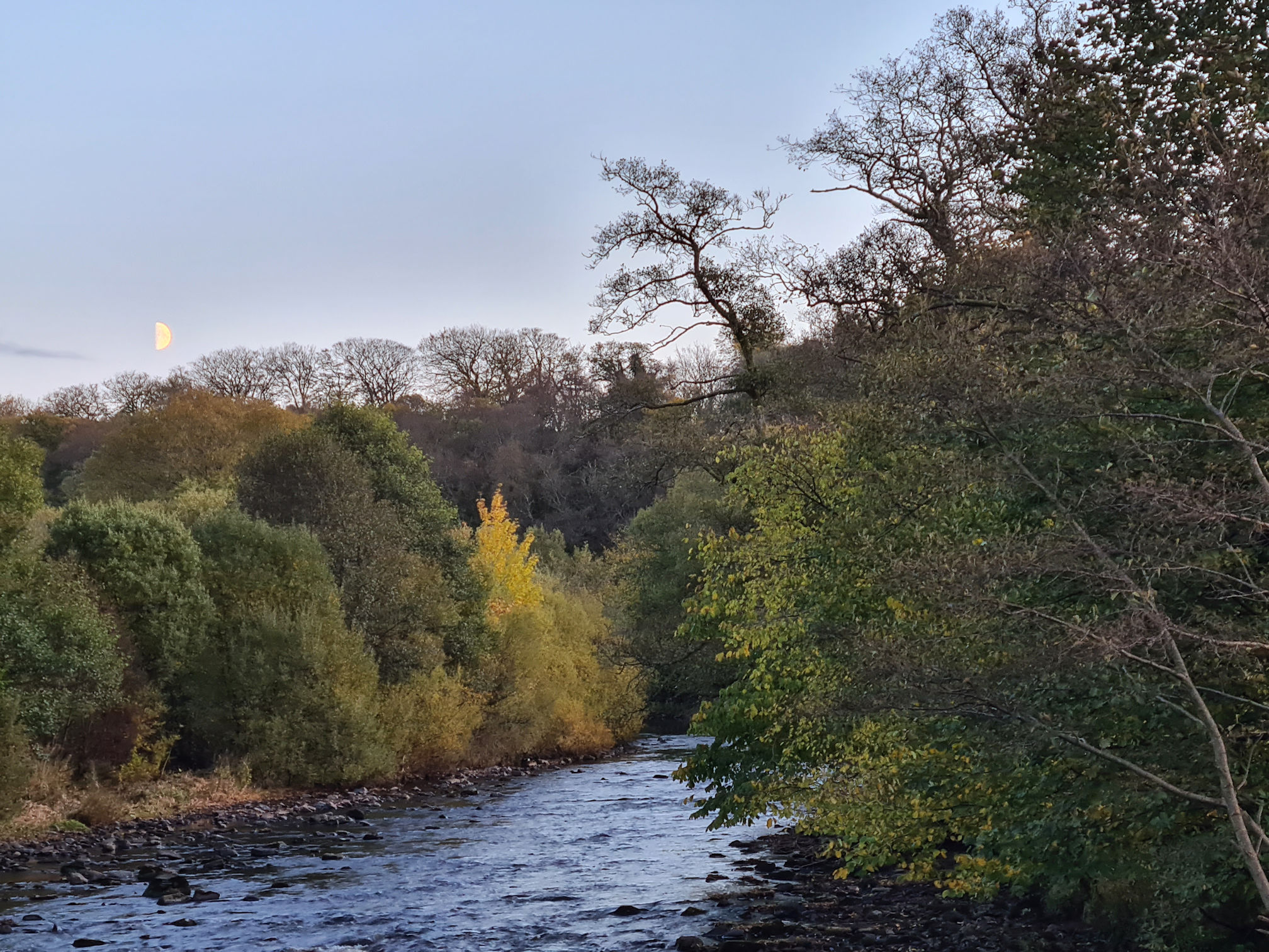 River Ayr and a low half moon in the sky. Some trees are yellow as its autumn.