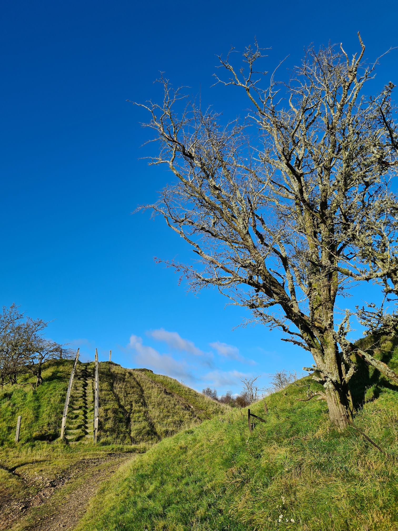 A bare tree, bright blue sky and upward wooden steps ahead