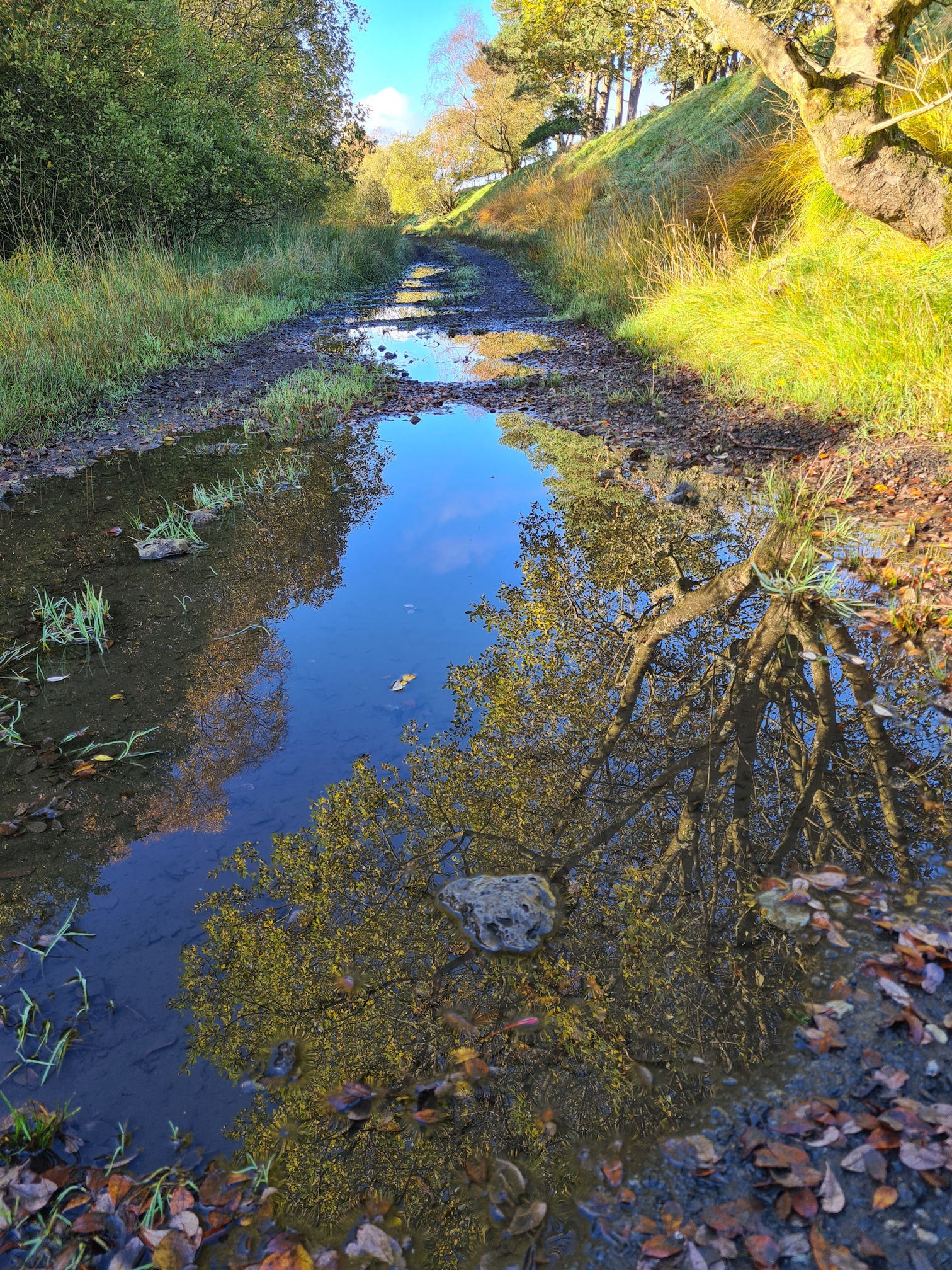 A huge puddle with tree reflections making it look like you could fall into a deep void to another world
