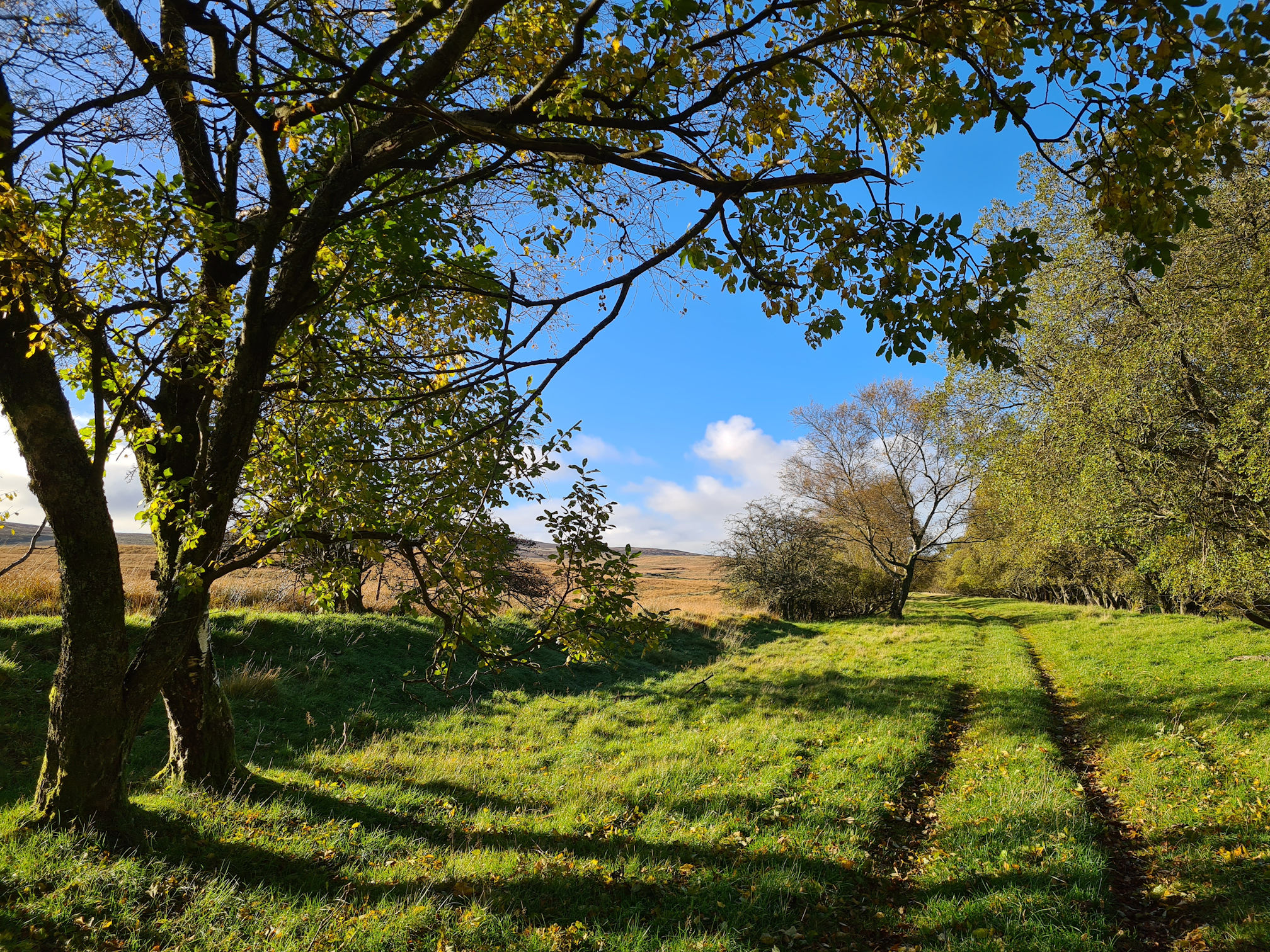 Grassy path, trees and open moorland
