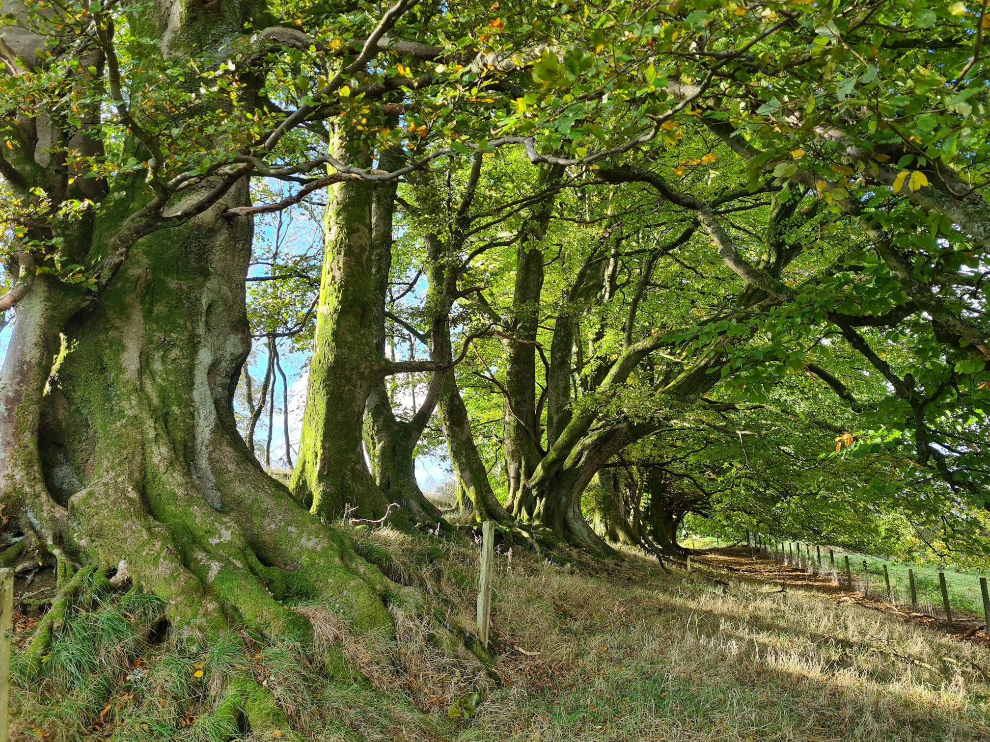 Old beech trees with thick mossy giant trunks and branches creating the most beautiful avenue
