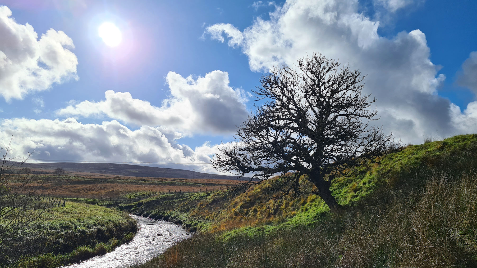 A lonely bare tree slightly tilted on the riverbank. Bright sunshine is making the river shine, huge white puffy clouds in the blue sky