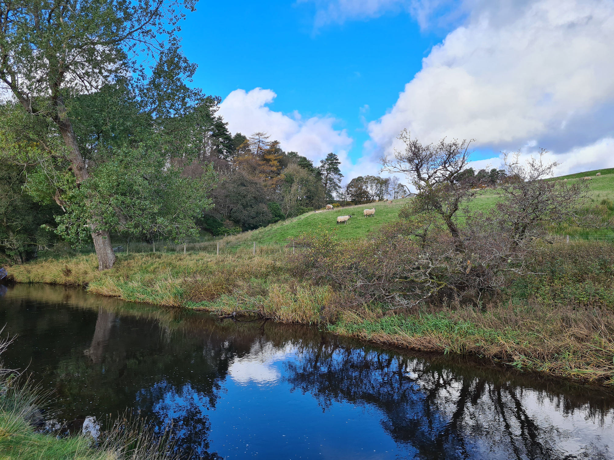 Clouds and tree reflections in the river, sheep on a hill across the river