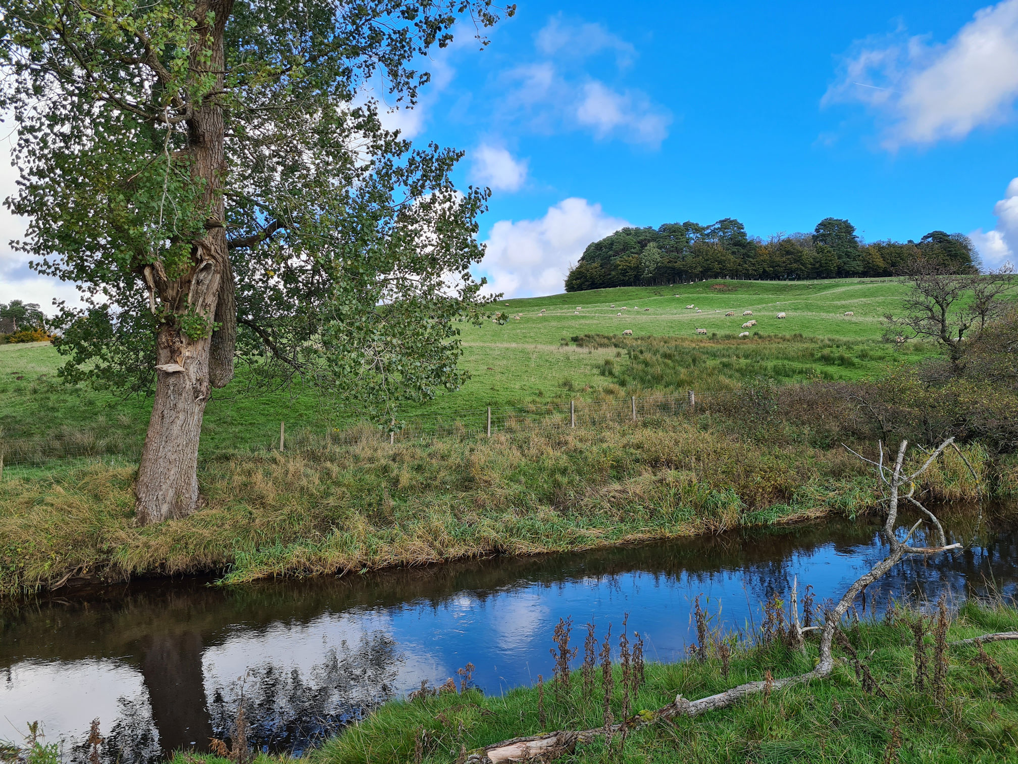 Clouds and tree reflections in the river, sheep on a hill across the river