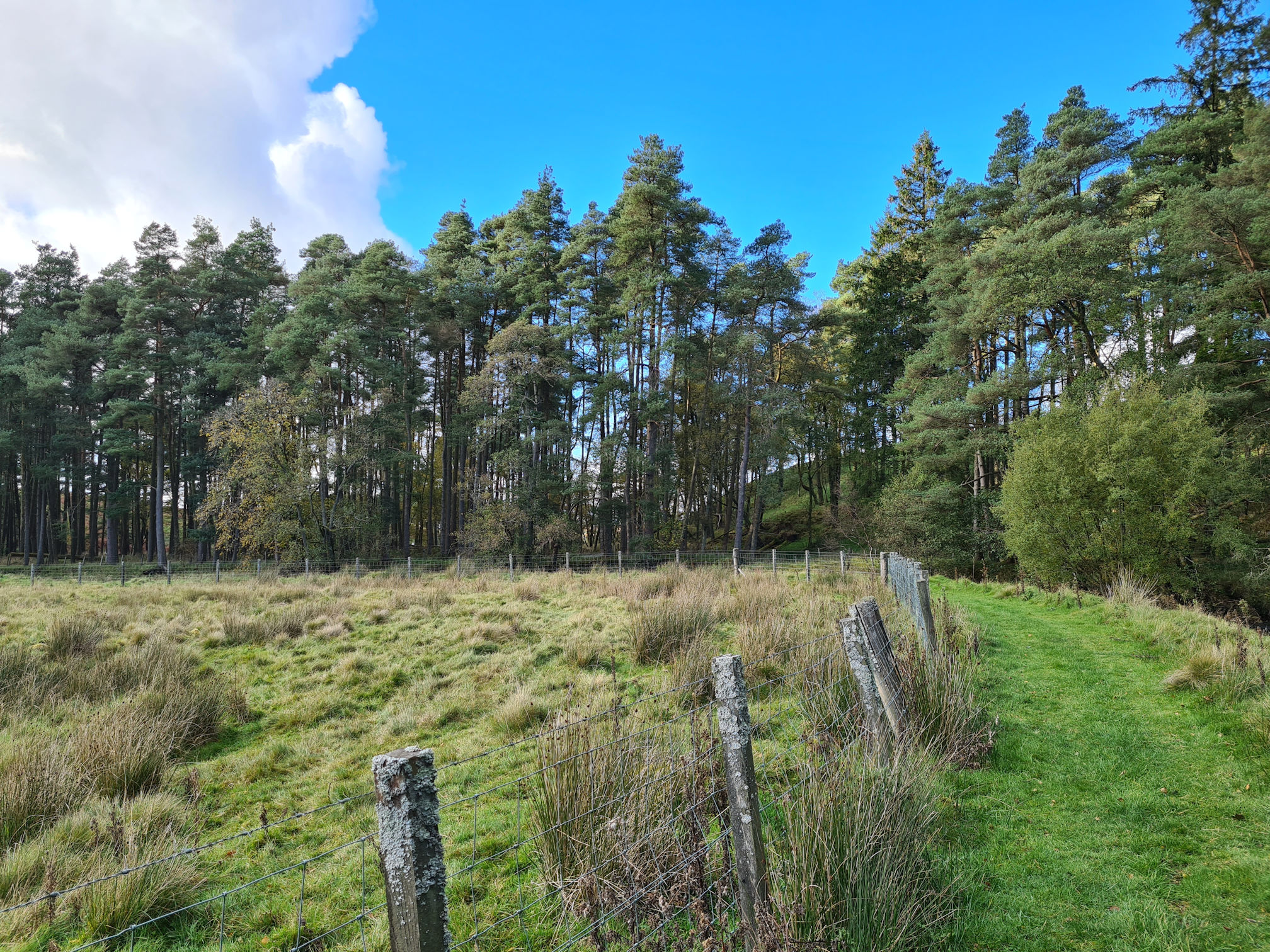 Green grassy path, fence and tall evergreen trees