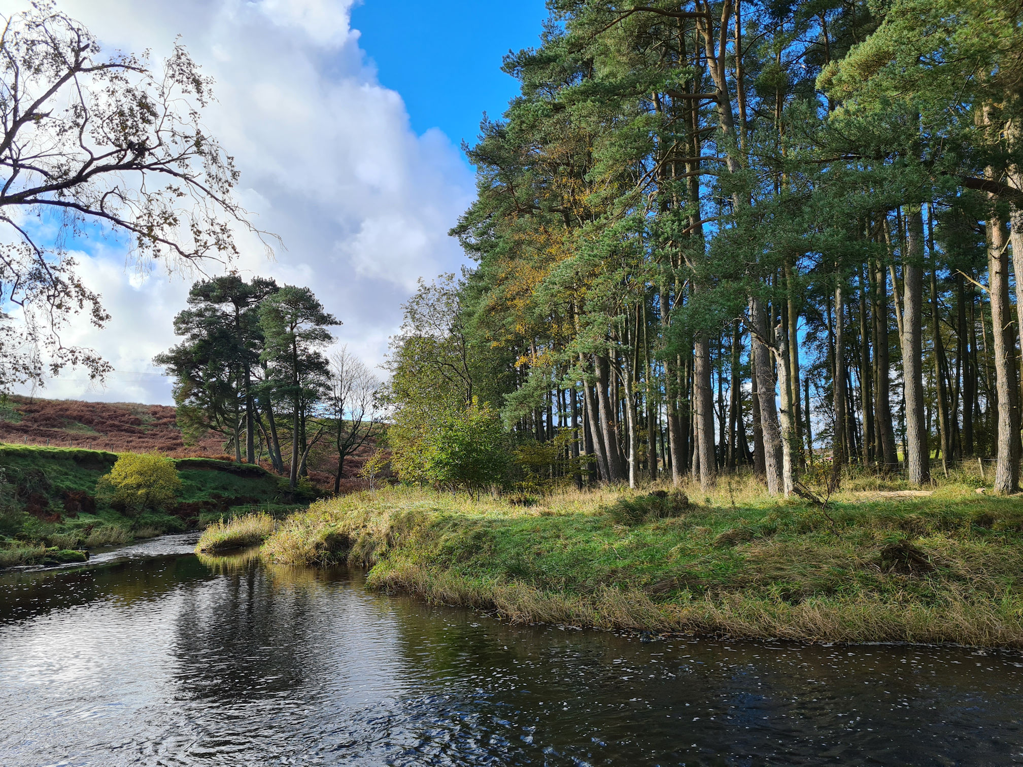 River and beautiful trees lit up in the sunlight