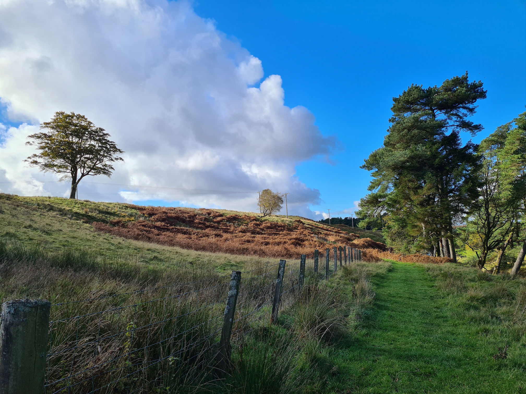 Green grassy path, fence and trees. One tree, top left, stands out on its own against the background of large white puffy clouds.