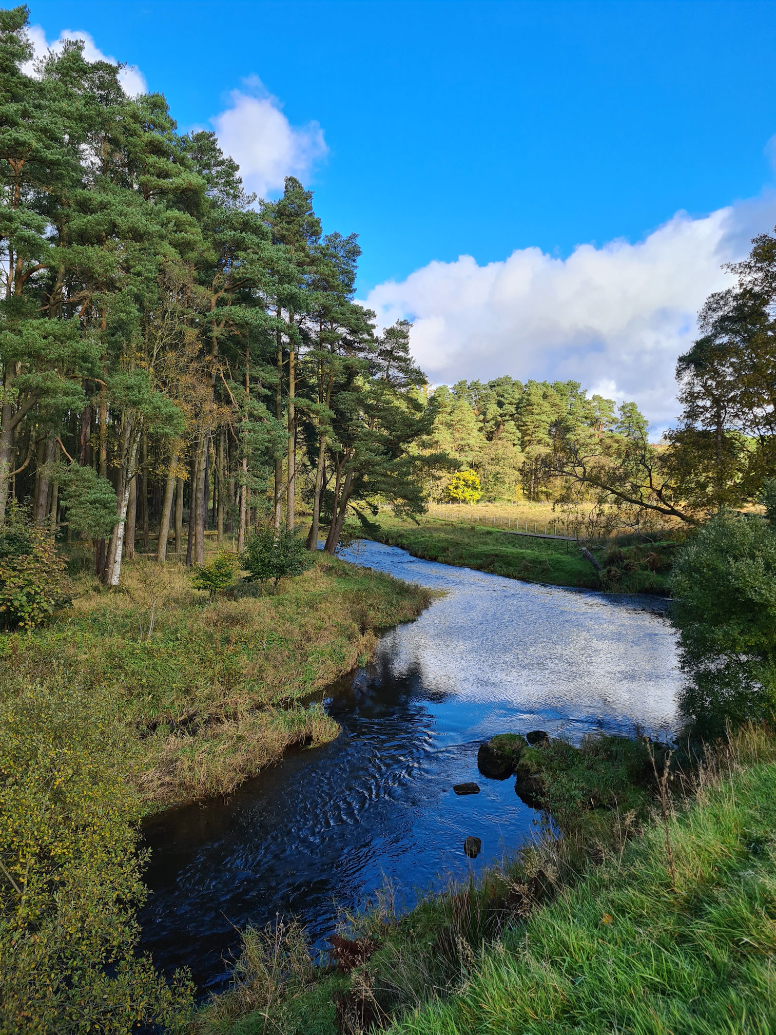 A bend in the river, the bank is lined with trees, the faraway trees are lit up with the sunlight