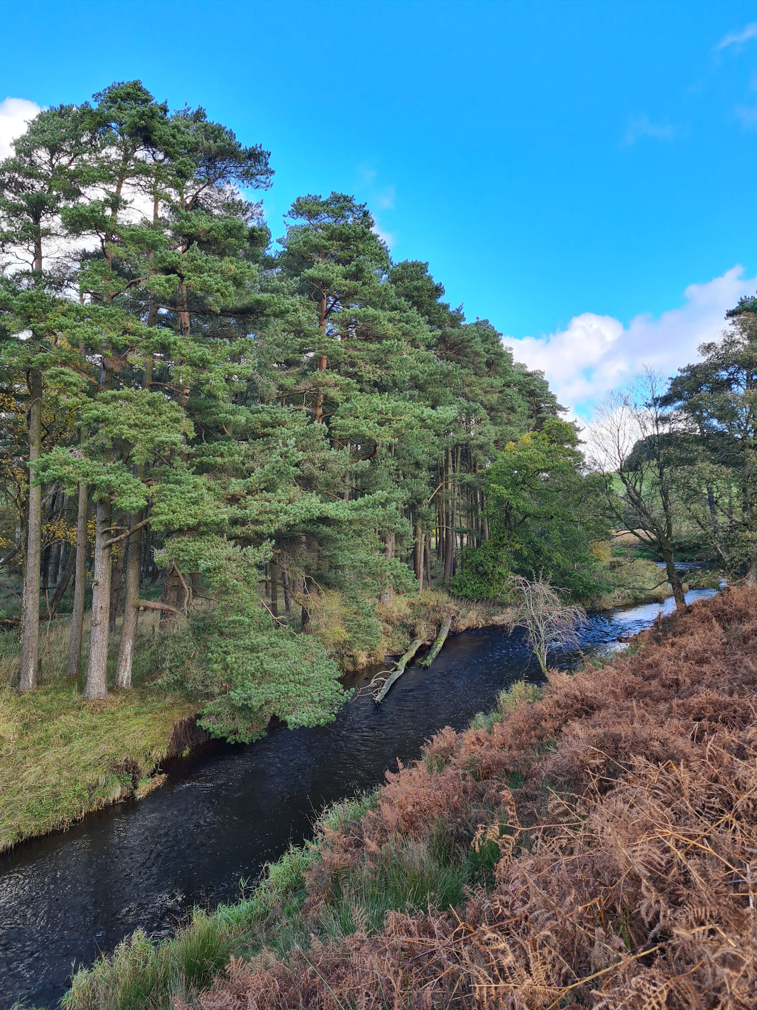 Brown fern, river and trees, two tree trunks are lying in the river