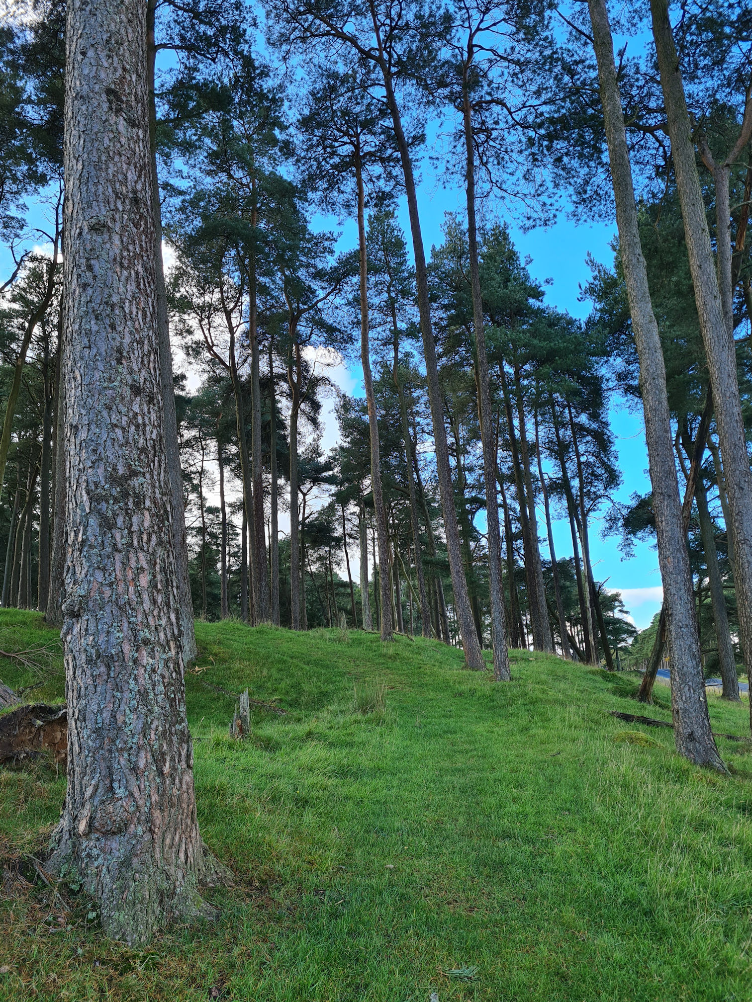 Green grassy path through tall evergreen trees