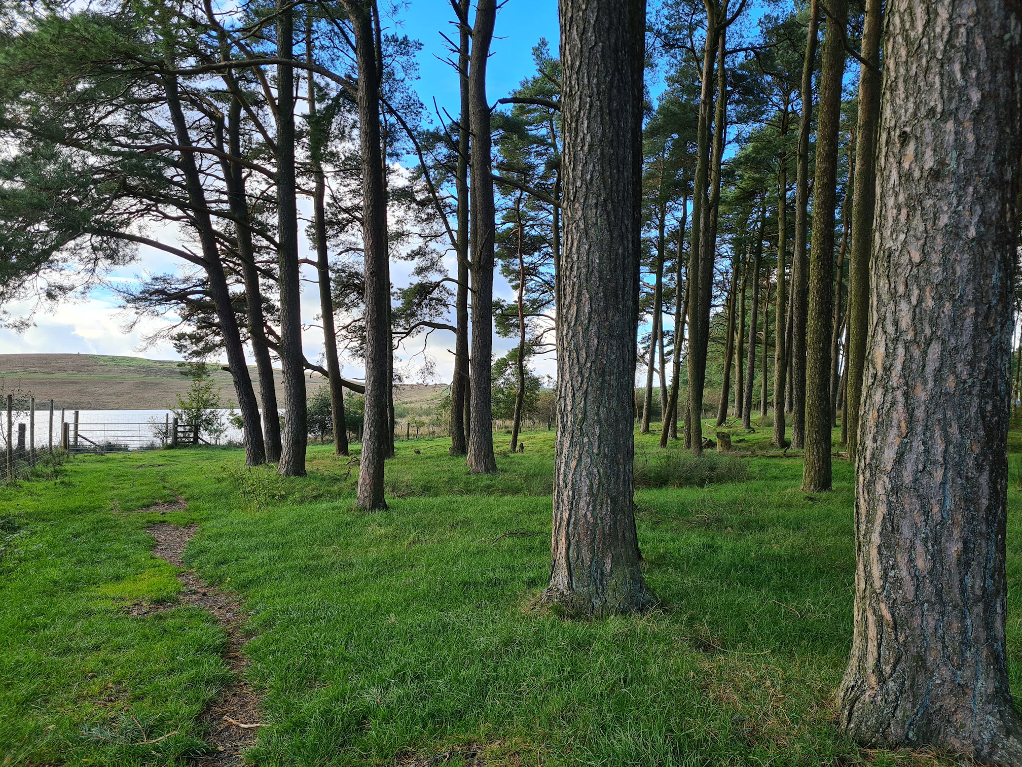 Grassy path through the tall trees