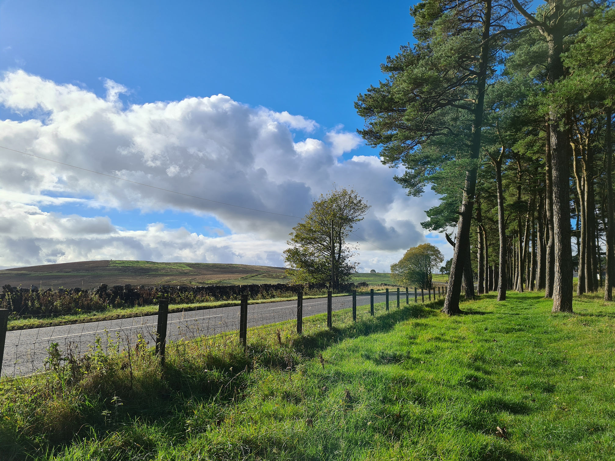 A road and grassy path with trees fenced off to walk along