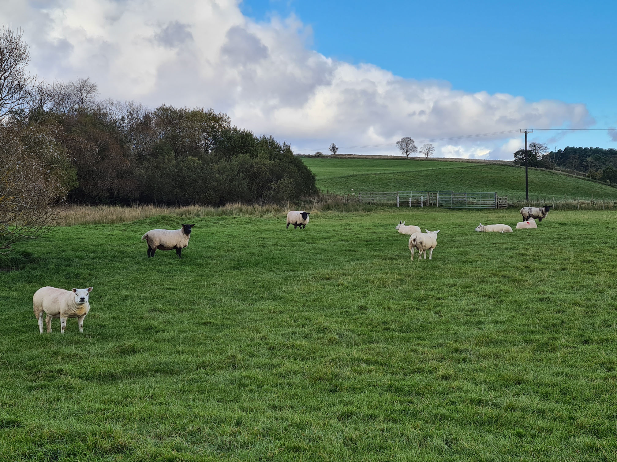 Sheep in a field, one looks very sheepish