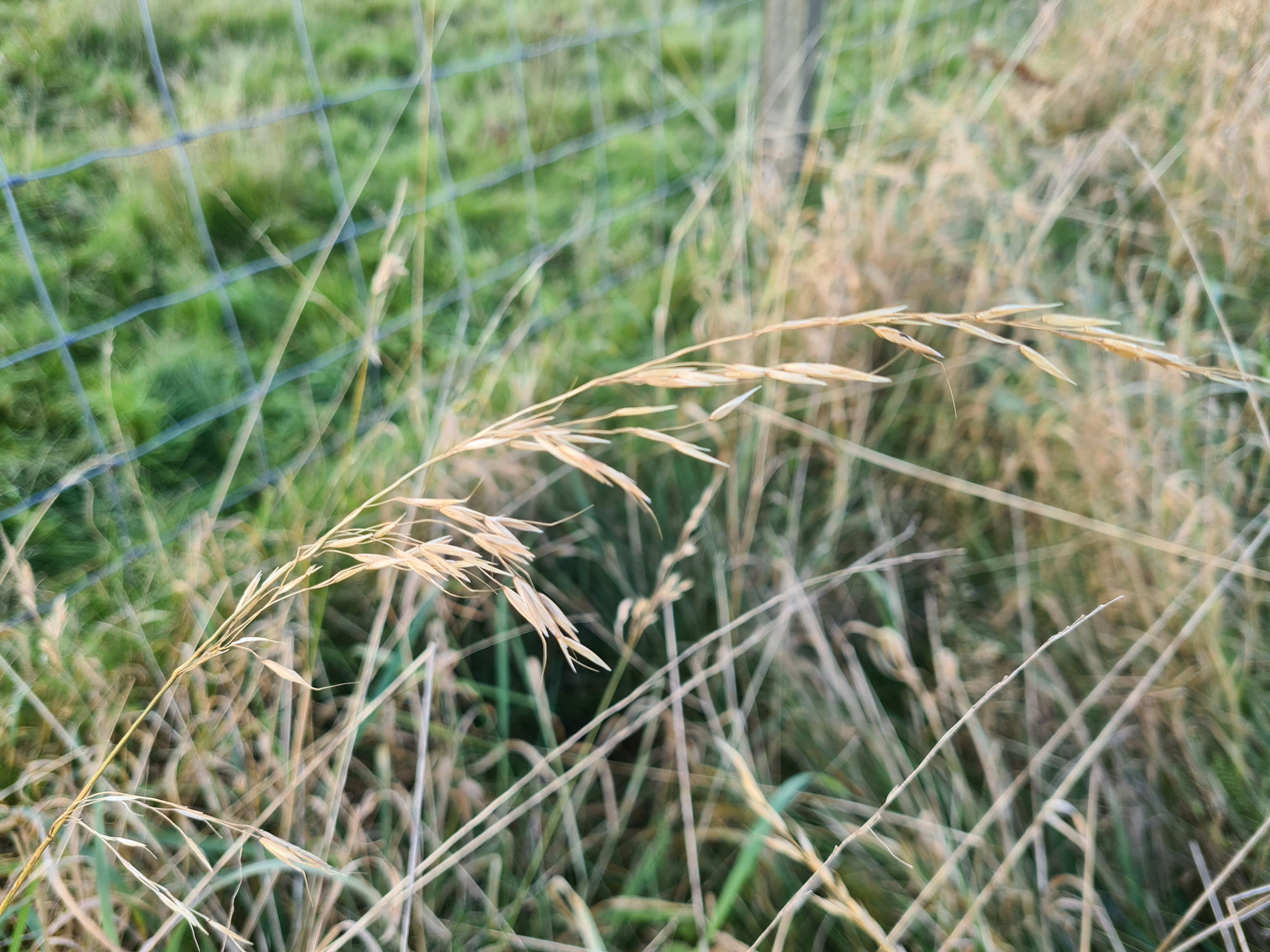 Long stems of beige coloured grass with seeds at the top